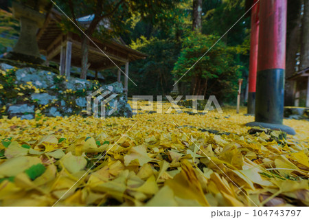 京都市北区岩戸落葉神社で晩秋の黄色に色づいたイチョウを撮影 104743797