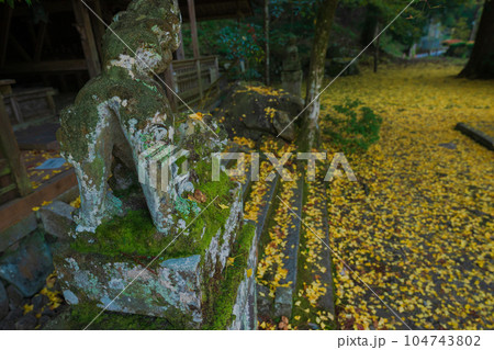 京都市北区岩戸落葉神社で晩秋の黄色に色づいたイチョウを撮影 京都市北区岩戸落葉神社で晩秋の黄色に色づいたイチョウを撮影 104743802