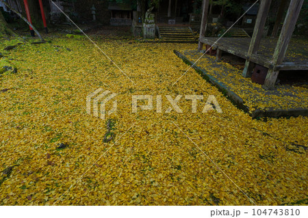 京都市北区岩戸落葉神社で晩秋の黄色に色づいたイチョウを撮影 104743810