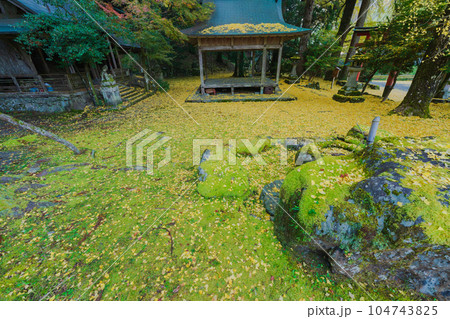 京都市北区岩戸落葉神社で晩秋の黄色に色づいたイチョウを撮影 104743825