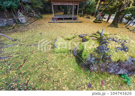 京都市北区岩戸落葉神社で晩秋の黄色に色づいたイチョウを撮影 104743826