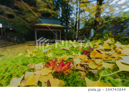 京都市北区岩戸落葉神社で晩秋の黄色に色づいたイチョウを撮影 京都市北区岩戸落葉神社で晩秋の黄色に色づいたイチョウを撮影 104743844
