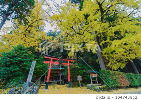 京都市北区岩戸落葉神社で晩秋の黄色に色づいたイチョウを撮影 104743852
