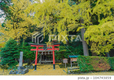 京都市北区岩戸落葉神社で晩秋の黄色に色づいたイチョウを撮影 104743859