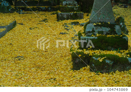 京都市北区岩戸落葉神社で晩秋の黄色に色づいたイチョウを撮影 104743869