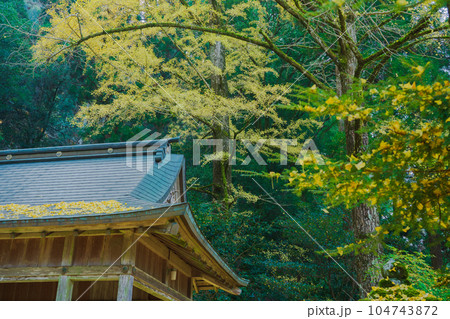京都市北区岩戸落葉神社で晩秋の黄色に色づいたイチョウを撮影 京都市北区岩戸落葉神社で晩秋の黄色に色づいたイチョウを撮影 104743872