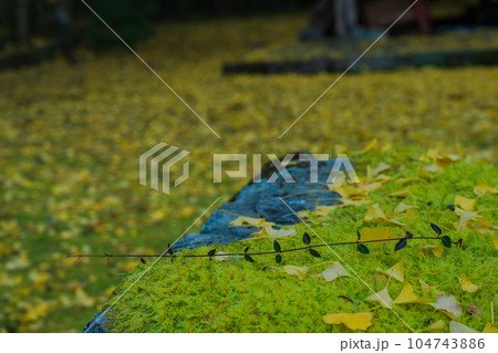 京都市北区岩戸落葉神社で晩秋の黄色に色づいたイチョウを撮影 京都市北区岩戸落葉神社で晩秋の黄色に色づいたイチョウを撮影 104743886
