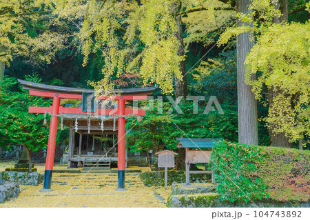 京都市北区岩戸落葉神社で晩秋の黄色に色づいたイチョウを撮影 京都市北区岩戸落葉神社で晩秋の黄色に色づいたイチョウを撮影 104743892