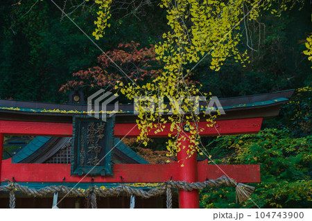 京都市北区岩戸落葉神社で晩秋の黄色に色づいたイチョウを撮影 京都市北区岩戸落葉神社で晩秋の黄色に色づいたイチョウを撮影 104743900