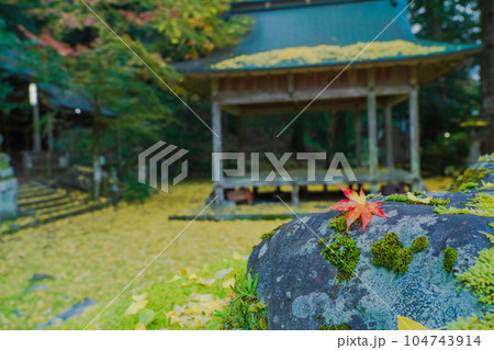 京都市北区岩戸落葉神社で晩秋の黄色に色づいたイチョウを撮影 104743914