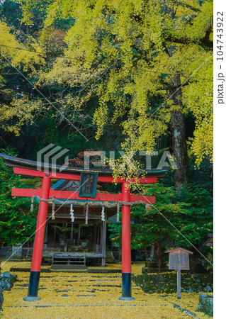 京都市北区岩戸落葉神社で晩秋の黄色に色づいたイチョウを撮影 104743922