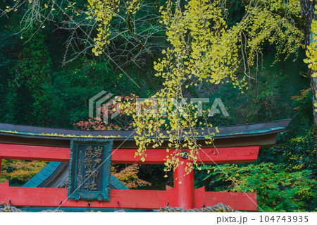 京都市北区岩戸落葉神社で晩秋の黄色に色づいたイチョウを撮影 京都市北区岩戸落葉神社で晩秋の黄色に色づいたイチョウを撮影 104743935