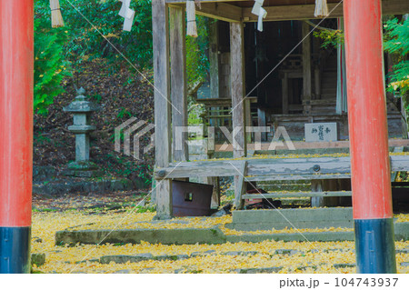 京都市北区岩戸落葉神社で晩秋の黄色に色づいたイチョウを撮影 104743937