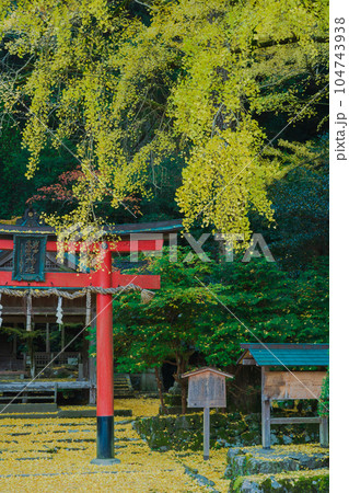 京都市北区岩戸落葉神社で晩秋の黄色に色づいたイチョウを撮影 104743938