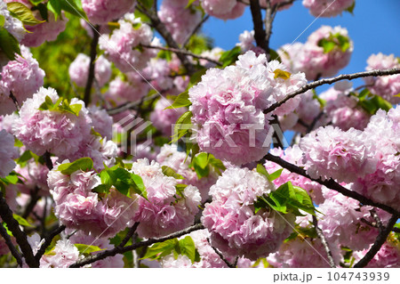 八重桜　手毬　大阪造幣局にて 104743939
