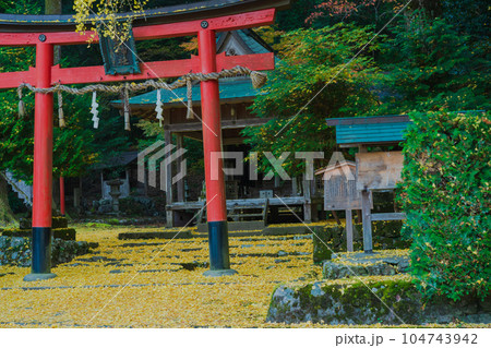 京都市北区岩戸落葉神社で晩秋の黄色に色づいたイチョウを撮影 104743942