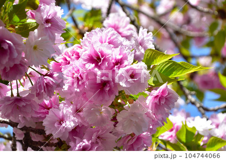 八重桜　簪桜　大阪造幣局にて 104744066