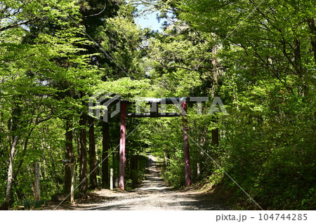 新緑の胡四王神社 104744285
