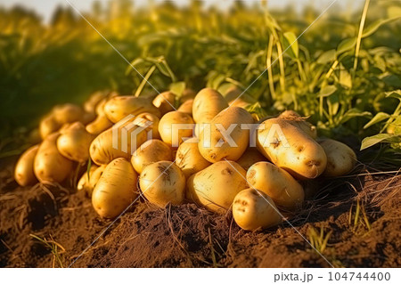 Beautiful Potatoes in Their Raw Form. Generative AI 104744400