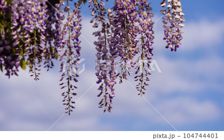 Blooming Wisteria Sinensis with classic purple flowers in full bloom in drooping racemes against the sky. Garden with wisteria in spring. 104744401