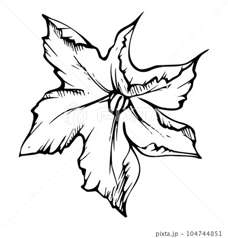 Hand drawn ink vector pumpkin squash leaf, flower. Sketch illustration art for Thanksgiving, harvest, farming. Isolated object, outline. Design for restaurant menu print, cafe, website, invitation Hand drawn ink vector pumpkin squash leaf, flower. Sketch illustration art for Thanksgiving, harvest, farming. Isolated object, outline. Design for restaurant menu print, cafe, website, invitation 104744851