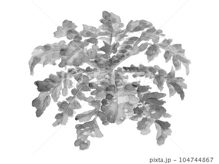 水墨画風の大根の葉のモノトーンイラスト 白バック 透過背景 104744867