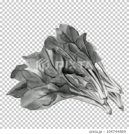 Monotone illustration of spinach in ink painting style White back Transparent background Monotone illustration of spinach in ink painting style White back Transparent background 104744869
