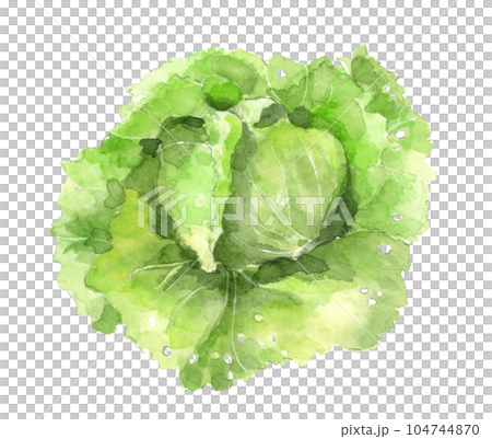 Illustration of lettuce drawn by watercolor White back Transparent background Illustration of lettuce drawn by watercolor White back Transparent background 104744870