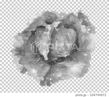 Monotone illustration of ink painting style lettuce White back Transparent background Monotone illustration of ink painting style lettuce White back Transparent background 104744872
