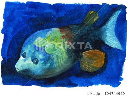 水彩で描いた深海魚デメニギス23708pix7 104744940
