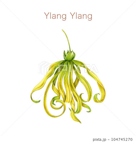 Ylang ylang flower watercolor illustration. Cananga odorata tropical aroma scented blossom. Hand painted ylang ylang flower fresh fragrance element. Isolated on white background Ylang ylang flower watercolor illustration. Cananga odorata tropical aroma scented blossom. Hand painted ylang ylang flower fresh fragrance element. Isolated on white background 104745270