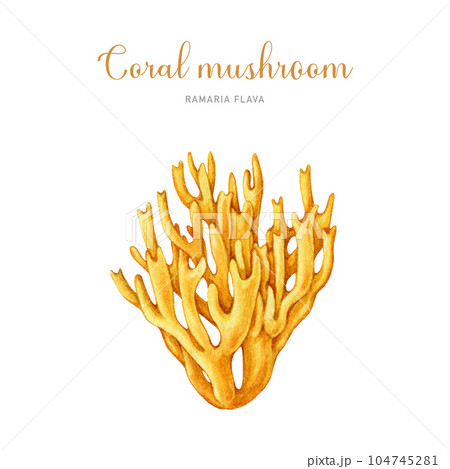 Coral mushroom vintage style image. Watercolor illustration. Hand drawn Ramaria flava fungus element. Edible tasty forest mushroom. Isolated on white background 104745281
