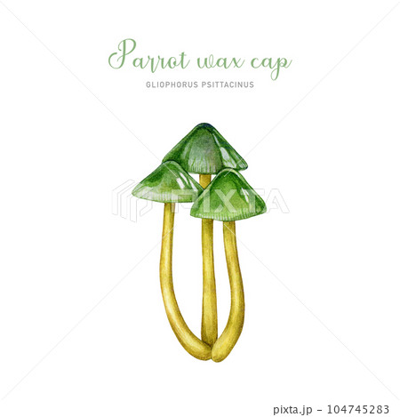 Parrot waxcap mushroom group. Watercolor illustration. Hand drawn Gliophorus psittacinus fungus on white background. Beautiful forest bright green toadstool 104745283