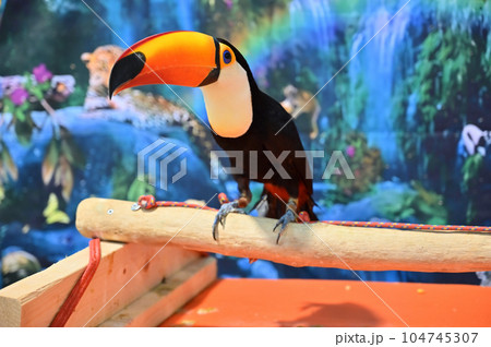 オニオオハシ オニオオハシ 104745307