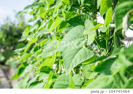 実りだしたモロッコインゲン 実りだしたモロッコインゲン 104745464