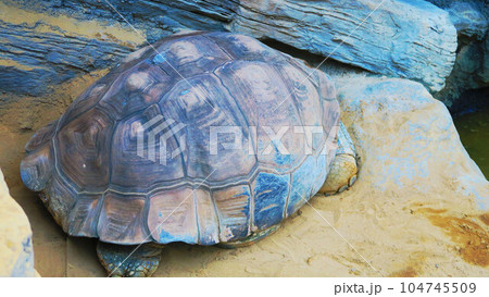 ガラパゴスゾウガメの姿 104745509