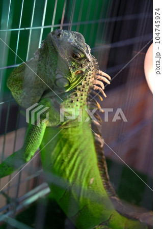 グリーンイグアナ 104745974