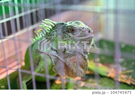 グリーンイグアナ グリーンイグアナ 104745975