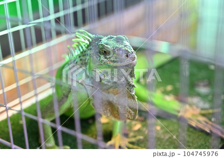 グリーンイグアナ 104745976