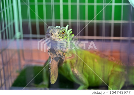 グリーンイグアナ 104745977
