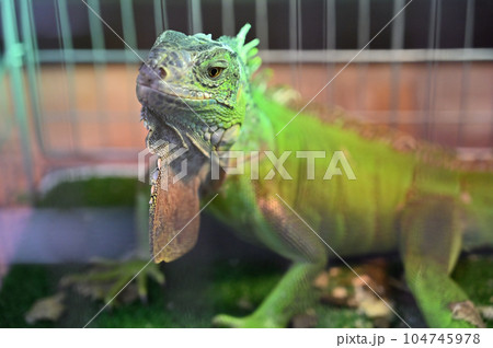 グリーンイグアナ グリーンイグアナ 104745978