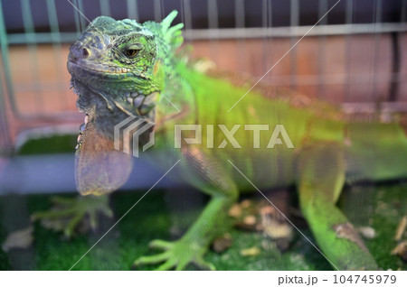 グリーンイグアナ 104745979