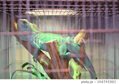 グリーンイグアナ 104745981