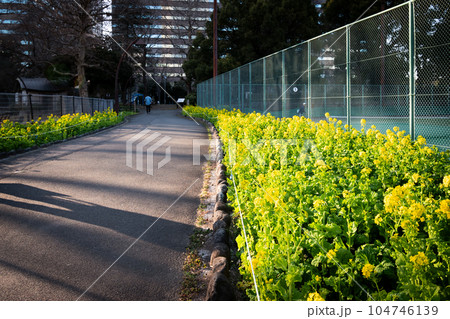公園の歩道沿いに可愛い黄色い花が咲いている風景 104746139