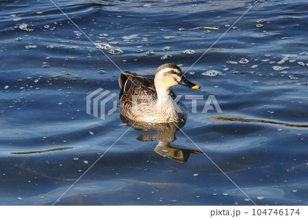 カルガモ メス 水鳥 野鳥 冬 カルガモ メス 水鳥 野鳥 冬 104746174