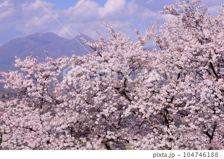 山梨県韮崎市神山町鍋山　川沿いの桜並木と山々の稜線の景色 104746188