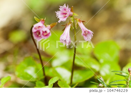 コイワカガミ 北八ヶ岳にて コイワカガミ 北八ヶ岳にて 104746229
