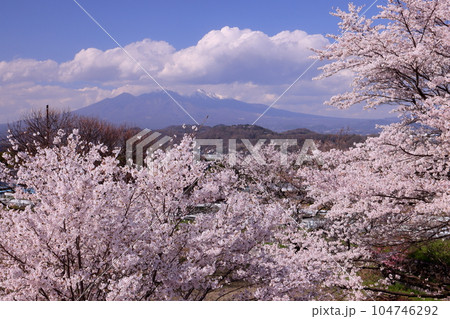 山梨県韮崎市神山町鍋山　川沿いの桜並木と八ヶ岳の景色 104746292