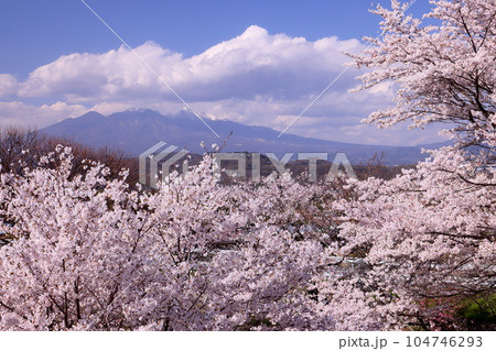 山梨県韮崎市神山町鍋山 川沿いの桜並木と八ヶ岳の景色 山梨県韮崎市神山町鍋山 川沿いの桜並木と八ヶ岳の景色 104746293