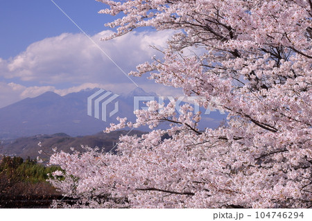 山梨県韮崎市神山町鍋山 川沿いの桜並木と八ヶ岳の景色 山梨県韮崎市神山町鍋山 川沿いの桜並木と八ヶ岳の景色 104746294